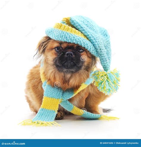 Dog In A Hat And Scarf Stock Photo Image Of Charming 64041606