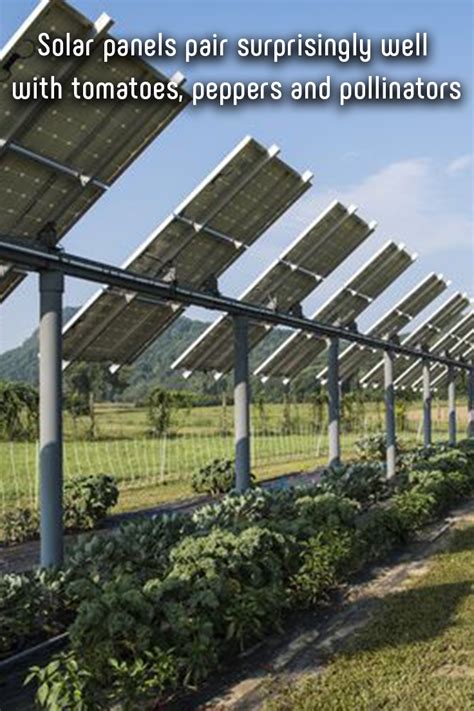 This Colorado Solar Garden Is Literally A Farm Under Solar Panels Artofit