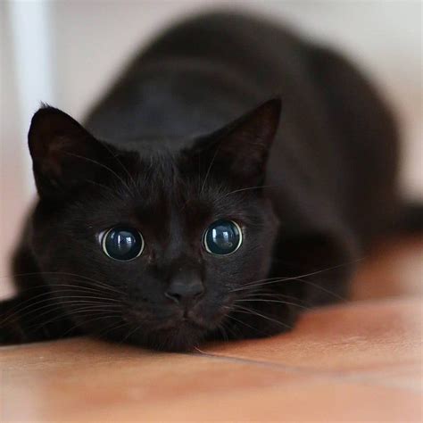 This Wide Eyed Kitten Eyebleach Beautiful Cats Cats Cats And Kittens