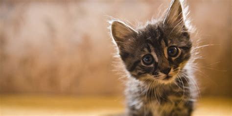 Crazy Cat Wallpapers Top Những Hình Ảnh Đẹp