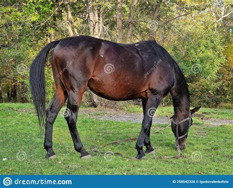 Horse Eating Grass On The Lawn In The Forest Artiodactyls Stock Photo