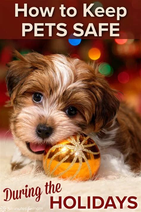 How To Keep Pets Safe During The Holidays Pets Petsafety