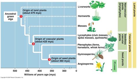 The Evolution Of Plants