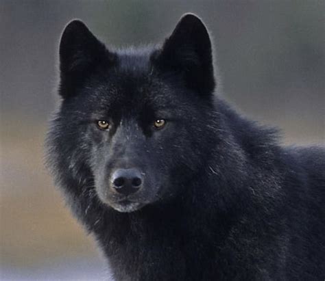 Pin By Magdapasek On Animals Wolf Spirit Animal Black Wolf Wolf
