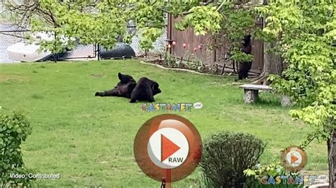 Bear Cubs Wrestling Youtube