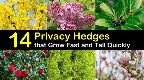14 Privacy Hedges That Grow Fast And Tall Quickly Privacy Hedge