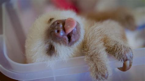 Baby Sloths Wallpapers Wallpaper Cave