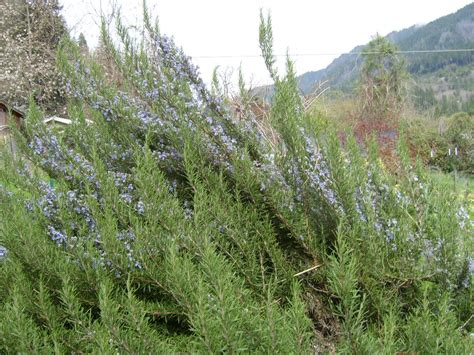 Rosemary Tuscan Blue Organic Medicinal Live Plants For Sale