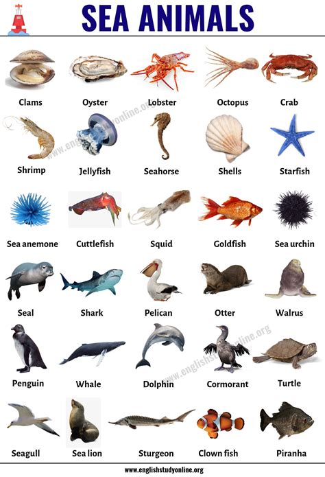 Sea Animals List Of 30 Popular Sea Animals With Esl