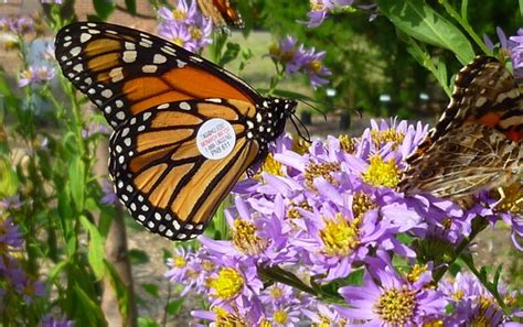 A Drop In Monarch Butterfly Population In The South Could Mean Less To