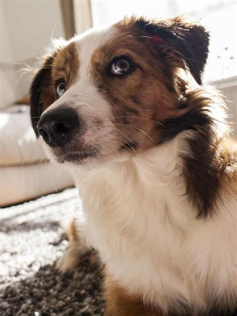 Red Merle Border Collie Puppy By Llouise Border Collie Puppies Red