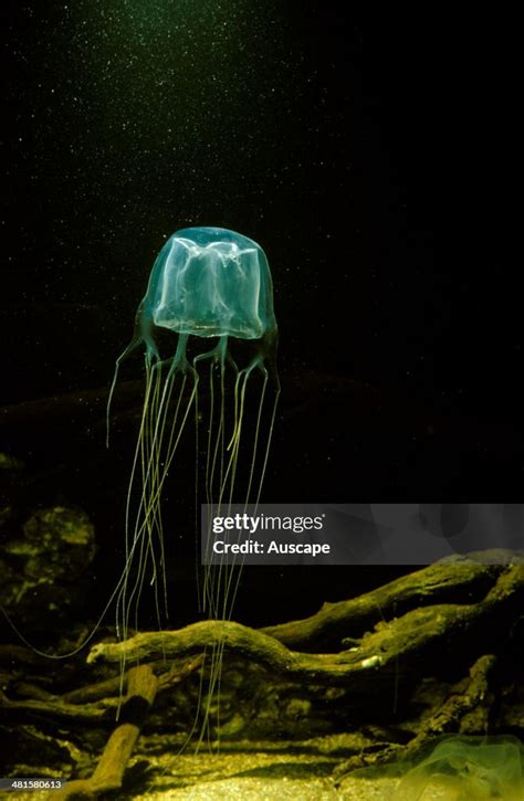 Box Jellyfish Chironex Fleckeri Found In Northern Australia Inshore