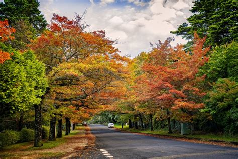 19 Striking Spots To See Autumn Leaves In And Around Sydney