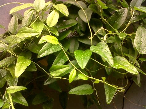 We did not find results for: Jual Daun Cincau Hitam Kering: Jual Daun Cincau Hitam ...