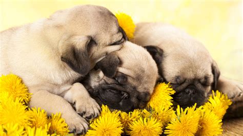 Video Watch As These Adorable Sleepy Pug Puppies Go To Bed Abc7 Los