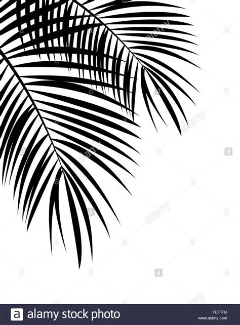 Palm Leaf Vector Background Illustration Stock Photo Tulip Drawing