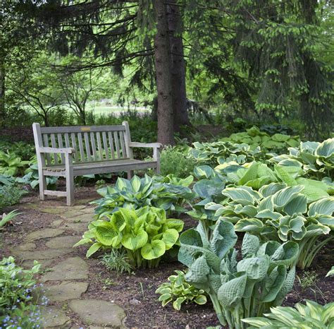 7 Tips For Growing Hostas Longfield Gardens Longfield Gardens