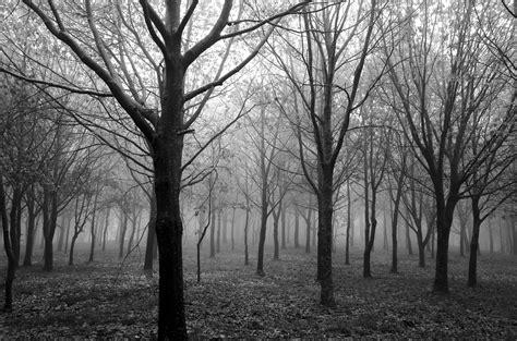 Imagenes De Bosque Blanco Y Negro - 4883x3234 Wallpaper - teahub.io
