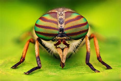 75 Amazing Retina Hd Macro Photography Of Bugs World