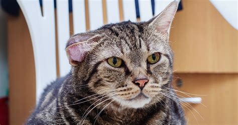 Cat dementia will usually have a slow onset, with changes in memory or spatial abilities worsening over time. Aural Haematoma in cats - PDSA