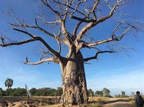 baobab-tree-liwonde-national-park - Adventure Bagging