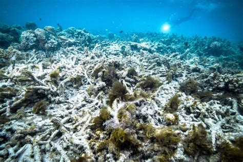 Great Barrier Reef Is Bleaching Again Its Getting More Widespread