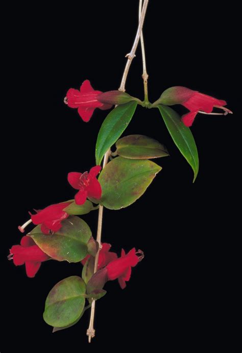Aeschynanthus Oxychlamys Gesneriad Reference Web