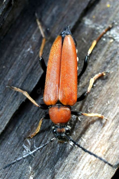 Orange Beetle Stock Image Image Of Macro Small Insect 7656209