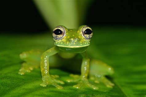 Glass Frogs Have A Previously Unknown Form Of Camouflage •