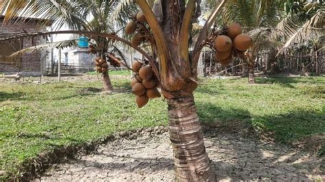 ভিয়েতনামি নারকেল বাংলাদেশের সরকার কেন বিদেশি এই জাতের চাষকে জনপ্রিয়