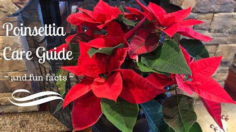 Poinsettia Care Guide And Fun Facts Youtube
