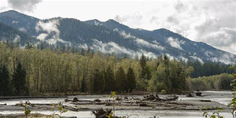 Learn the definition of 'riparian habitat'. A BOLD MOVE FOR SALMON HABITAT - Save Riparian Habitat