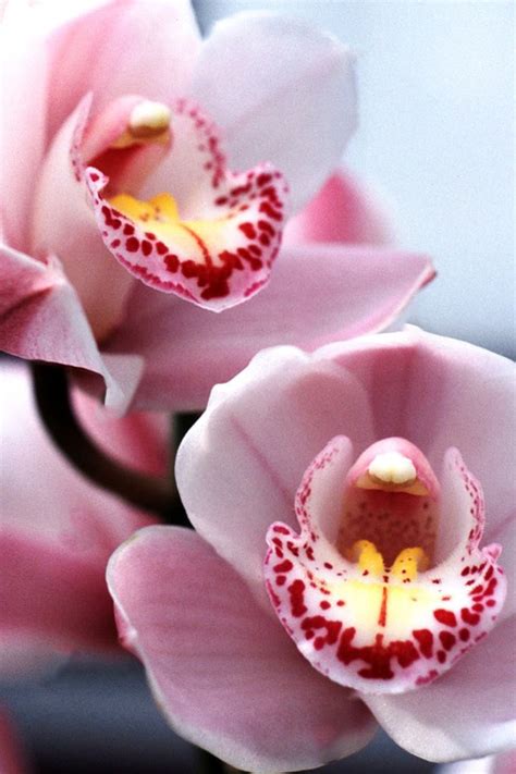 La phalenopsis era però già stata scoperta diversi anni prima (nel 1600) da g. I fiori di Settembre - Alessandra Villelli