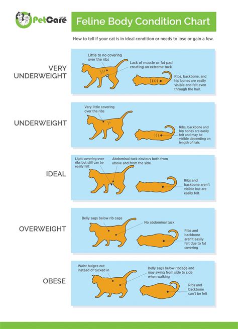 Ideal Cat Weight Whats Right For Your Cat To Be Healthy