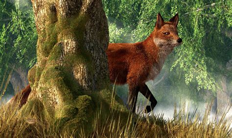 Fox In A Forest By Deskridge On Deviantart