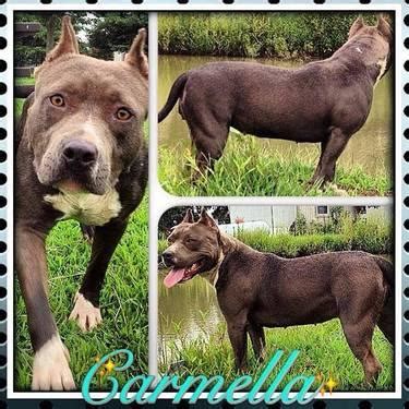 Razor edge and gotti pitbull puppies king cane (razor edge) and queen chocolate (gotti) has had a monster litter.huge puppies. Beautiful Razor Edge Pitbull Puppies for Sale in Ashland City, Tennessee Classified ...