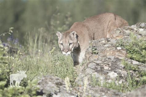 How Does A Cougar Adapt To Its Environment — Forest Wildlife