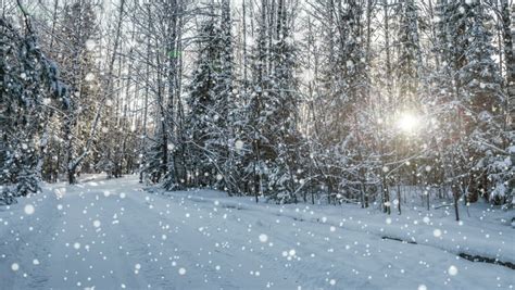 Cinemagraph 4k Falling Snow In The Winter Forest Loop Stock Footage