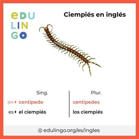 Ciempiés en inglés • Escritura y pronunciación (con imágenes)