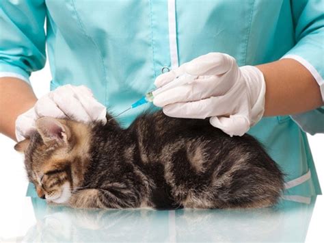 Basic Vaccine Schedule For Cats Petmd