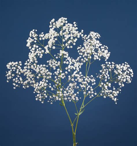 Gypsophila Flower Farm Babys Breath Flowers