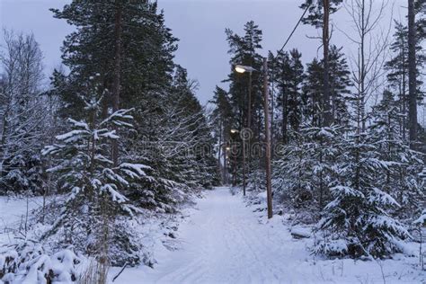 Beautiful Nature And Landscape Photo Of Winter Forest In Sweden