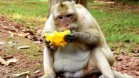 Awesome Monkey Eat Their Foods Eat Food Ripe Fruit