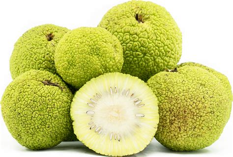 Osage Oranges Information Recipes And Facts