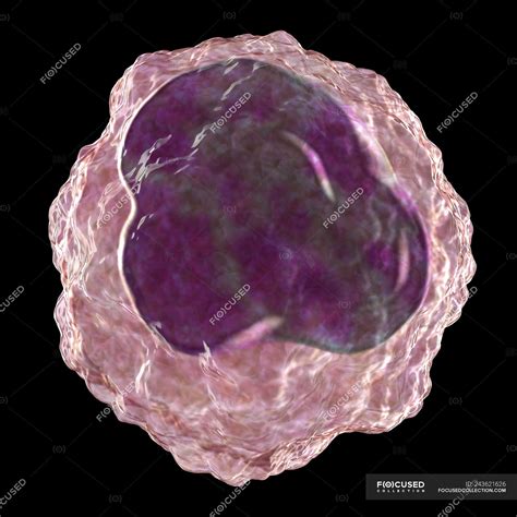 Monocyte White Blood Cell Digital Illustration — Defense Immunity