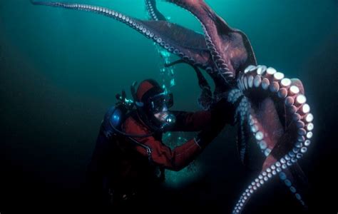 Gambar binatang laut versi hitam putih. Cumi-Cumi dan Gurita Laut | GambarBinatang.Com