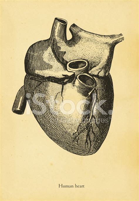 Human Heart Stock Vector