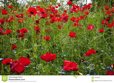 Red Poppies Flowers In Field Snoqualme Washington Royalty