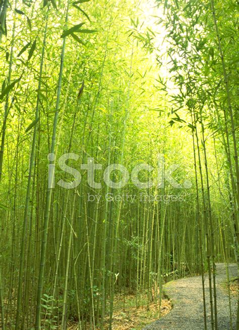 Bamboo Trees Stock Photo Royalty Free Freeimages