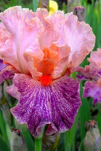 Buy Iris Plants For Sale Online From Wilson Bros Gardens